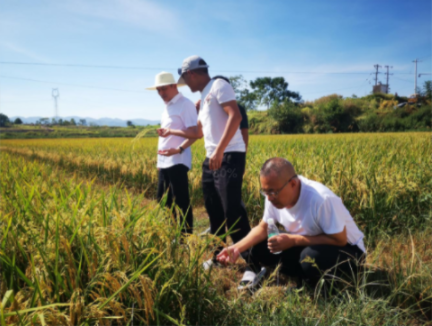 邻水新阶联人士，走进田间地头，关注粮食安全